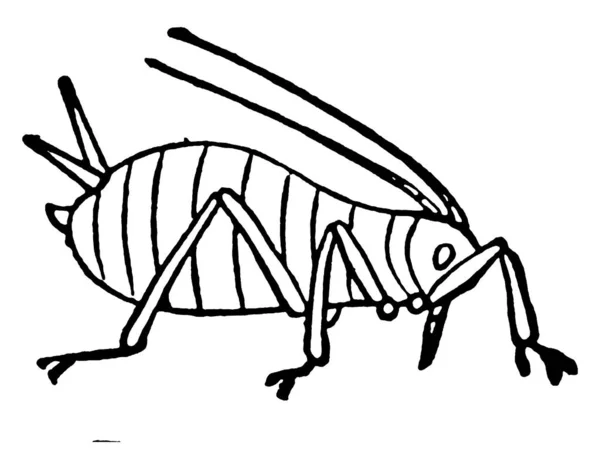 Тля Мелкие Сочные Насекомые Семейства Aphidoidea Называемые Растительной Вошь Рисунок — стоковый вектор