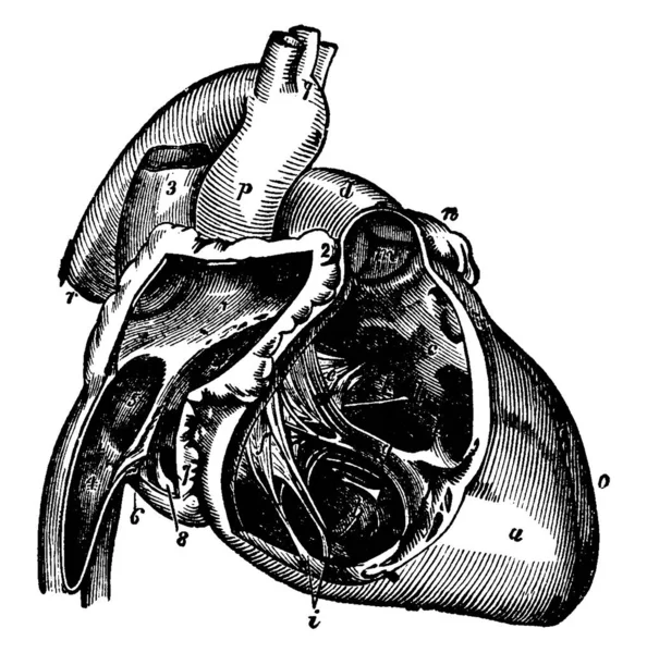 심장의 오른쪽 부분은 몸에서 산소가 펌프질하고 빈티지 그림을 그리거나 그림을 — 스톡 벡터