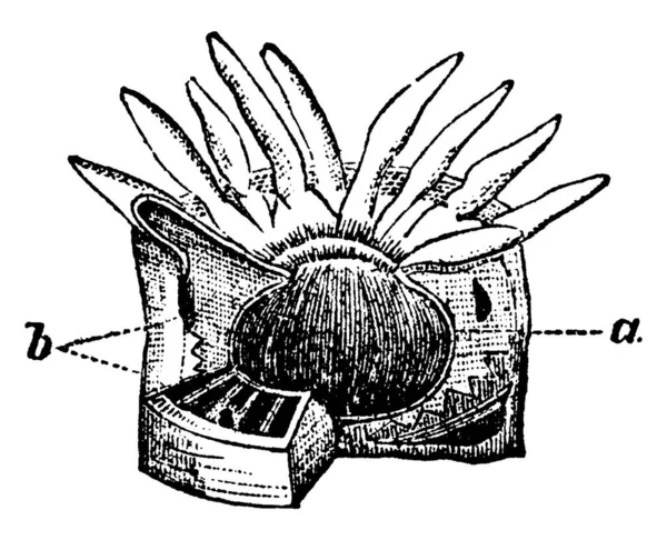 由一个带有一个孔口的肉质囊组成 孔口周围有许多触角 在膨胀时就像花朵 因此被称为动物花和海葵 老式线条画或雕刻插图 — 图库矢量图片