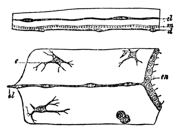 Typické Znázornění Částí Řezů Přes Kotouč Medusae Horní Část Lizzie — Stockový vektor