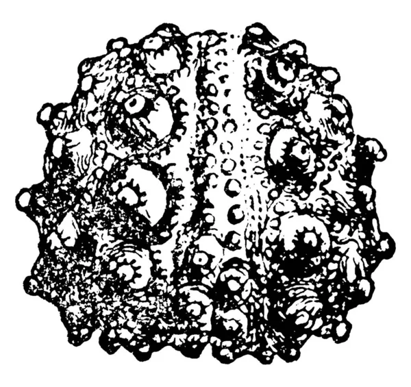 Uma Representação Típica Hemicidaris Intermedia Flem Corallian Calne Circular Forma —  Vetores de Stock
