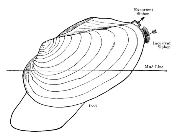 Palourde Est Une Créature Marine Avec Une Coquille Deux Parties — Image vectorielle