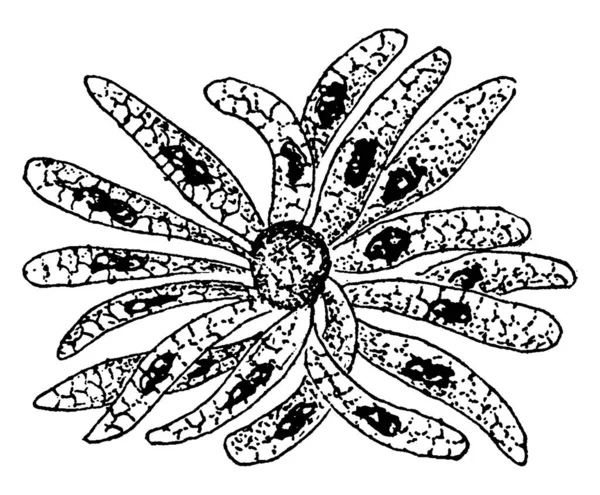 그림에서는 Cyclospora Cayetanensis Spores 형성되는 모습을 있으며 디아의 기생충으로 위장염 — 스톡 벡터