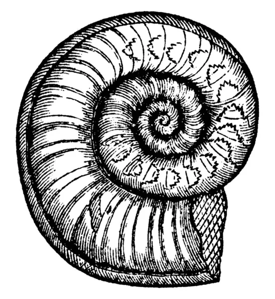 Typické Znázornění Ammonites Tupý Zobrazující Vnitřní Komory Siphuncle Frilly Sedla — Stockový vektor