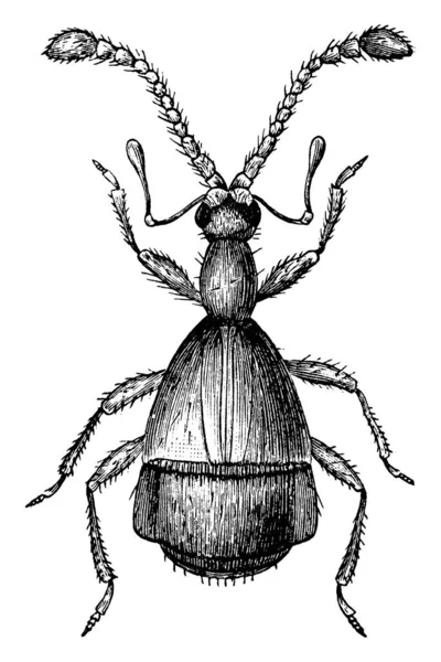 Escarabajo Que Tiene Tarsi Solo Con Garras Palpi Maxilar Extremadamente — Vector de stock