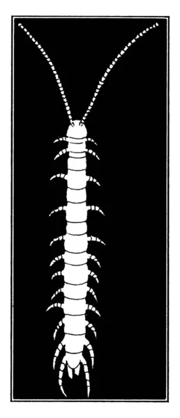 Centipede Insekt Med Flera Ben Skador Sparris Vintage Linje Ritning — Stock vektor