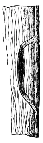 Barrenador Pera Barrenador Cabeza Plana Similar Barrenador Melocotón Dibujo Línea — Archivo Imágenes Vectoriales