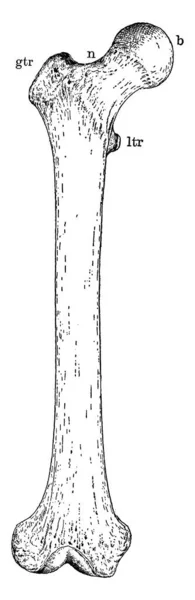 Üst Bacak Kemiğinin Tipik Bir Temsili Kalça Kemiği Iskeletteki Uzun — Stok Vektör