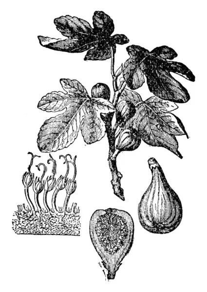 菲格是一种来自中东和东欧的温带物种 它的果实从远古时代就被广泛栽培 也被称为无花果 古埃及线条画或雕刻图解 — 图库矢量图片