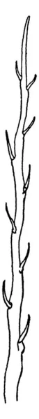Вид Eristalis Tenax Зображає Частину Всього Волосся Малюнок Лінії Вінтажу — стоковий вектор