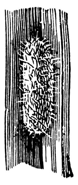 Cocoon Codling Moth Carpocapsa Pomonella Species Vintage Line Drawing Engraving — Διανυσματικό Αρχείο
