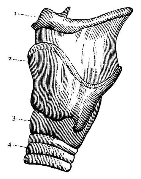 Représentation Typique Vue Extérieure Côté Gauche Larynx Avec Les Parties — Image vectorielle