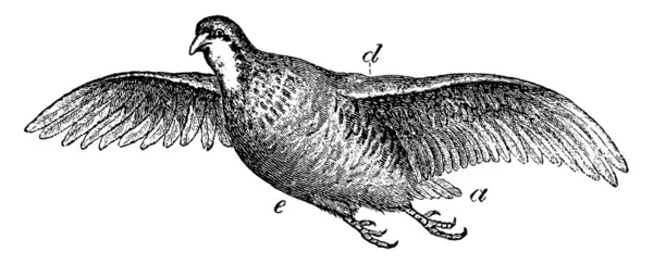 Изображение Краснононогой Куропатки Летающей Полностью Расправленными Крыльями Рисунок Винтажной Линии — стоковый вектор