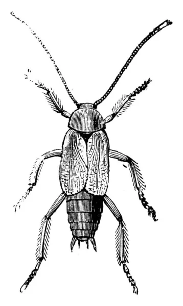 雌性蟑螂生活在房子和田里 破坏植物 破坏古老的线条或雕刻插图 — 图库矢量图片