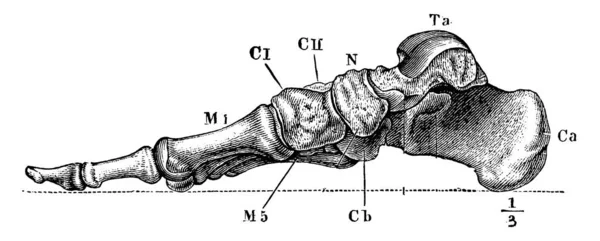 Etiketler Calcaneum Calcis Astragalus Üzerinde Kaval Kemiği Için Artiküler Yüzey — Stok Vektör