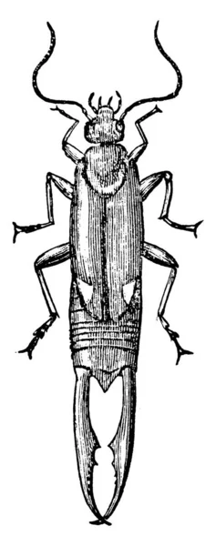 Spongophora Brunneipennis Een Insect Uit Familie Van Snuitmotten Pyralidae — Stockvector