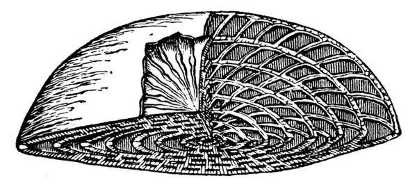 Esta Figura Muestra Cáscara Nummulite Contiene Muchos Verticilos Divididos Por — Vector de stock