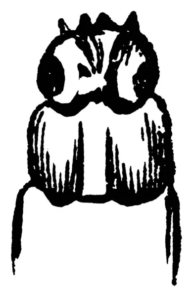 접이식 나방의 애벌레인 포모나 Carpocapsa Pomonella 애벌레는 빈티지 선그리기 그림을 — 스톡 벡터