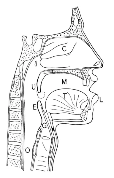 鼻和咽喉通道的截面图 显示部位 咽喉和O 老线画或雕刻图解 — 图库矢量图片