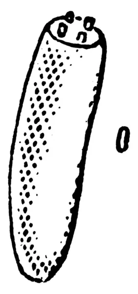 Bild Ägget Kronsnäckan Blissus Leucopterus Årgångslinje Ritning Eller Gravyr Illustration — Stock vektor