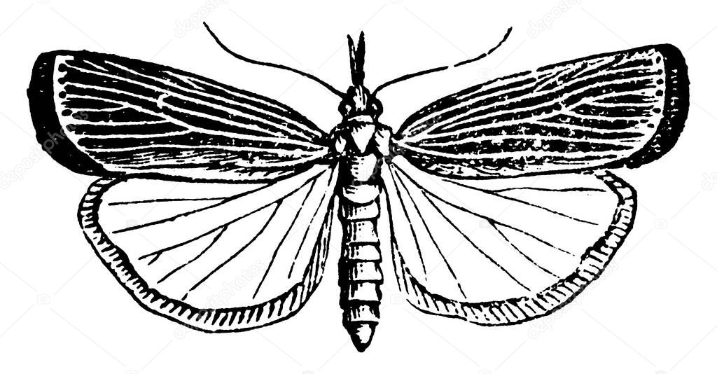 The representation of the moth, Crambus vulvivagellus species, wings spread. Forewings with dark mottled markings and hindwings are paler with oblique bands or vein like structure passing, vintage line drawing or engraving illustration.