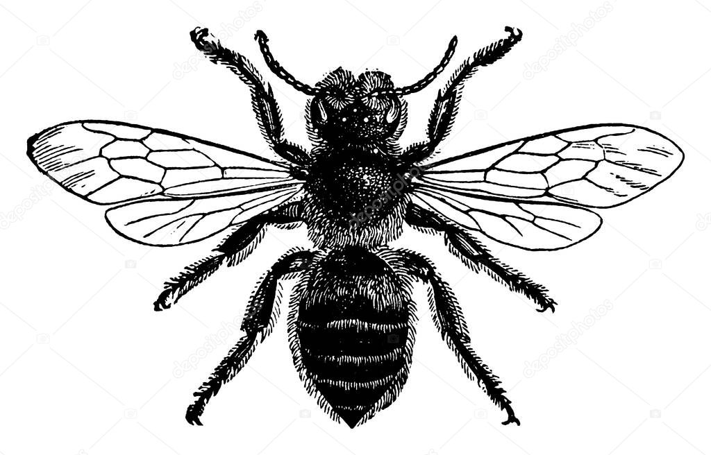 An adult leaf-cutter bee, Megachile species with wings expanded and hairy abdomen. These bees leave a cut mark that is usually circular or oval in shape, on the trees that they feed , vintage line drawing or engraving illustration.