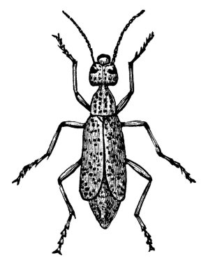 Meloidae familyasından bir kabarık böcek türü, klasik çizim ya da gravür çizimi.