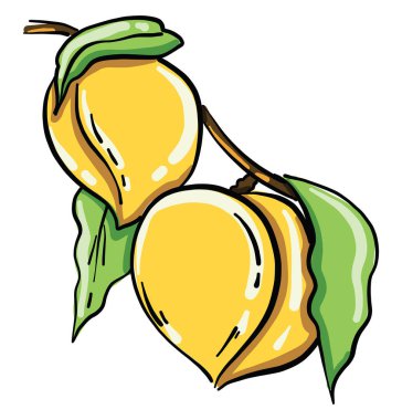 Lezzetli kayısı, illüstrasyon, beyaz arkaplanda vektör