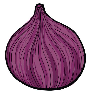 Mor incir, illüstrasyon, beyaz arkaplanda vektör