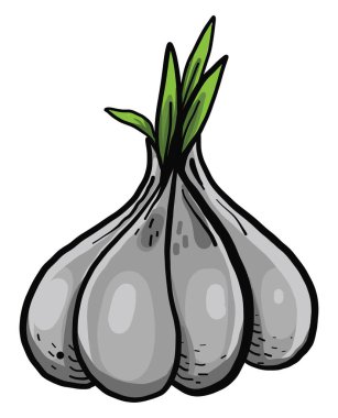 Taze sarımsak, illüstrasyon, beyaz arkaplanda vektör