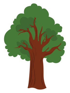 Büyük meşe ağacı, illüstrasyon, beyaz arkaplanda vektör