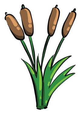 Dört sazlık, illüstrasyon, beyaz arkaplanda vektör