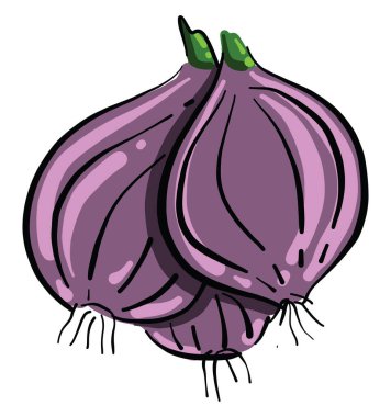 Üç soğan, illüstrasyon, beyaz arkaplanda vektör