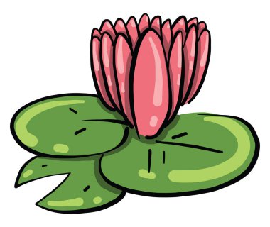 Nilüfer çiçeği, illüstrasyon, beyaz arkaplanda vektör