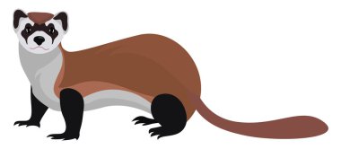 Huysuz gelincik, illüstrasyon, beyaz arkaplanda vektör