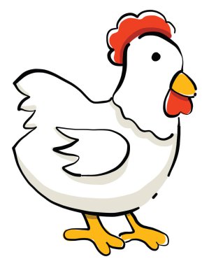 Beyaz tavuk, illüstrasyon, beyaz arkaplan vektörü.