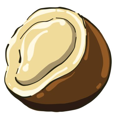 Yarıya kadar hindistan cevizi, illüstrasyon, beyaz arkaplanda vektör.