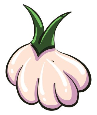 Küçük sarımsak, illüstrasyon, beyaz arkaplanda vektör.