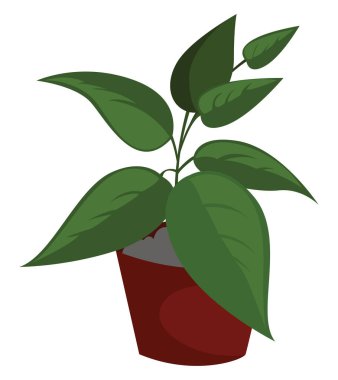 Ev bitkisi, illüstrasyon, beyaz arkaplan vektörü.