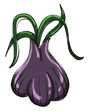 Lahanalı mor soğan, illüstrasyon, beyaz arkaplanda vektör.