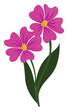 İki pembe çiçek, illüstrasyon, beyaz arkaplanda vektör.