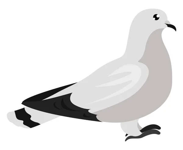 Pigeon Blanc Illustration Vecteur Sur Fond Blanc — Image vectorielle