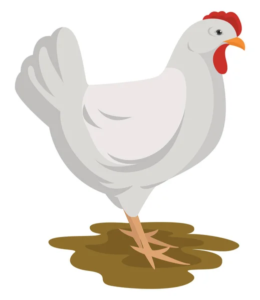 Pollo Bianco Illustrazione Vettore Sfondo Bianco — Vettoriale Stock