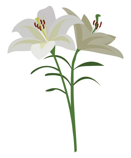 Lilium Bianco Illustrazione Vettore Sfondo Bianco — Vettoriale Stock