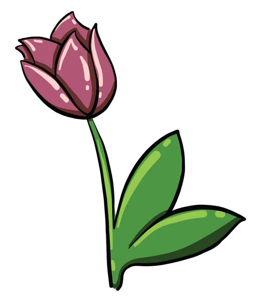 Rózsaszín Tulipán Illusztráció Vektor Fehér Alapon — Stock Vector