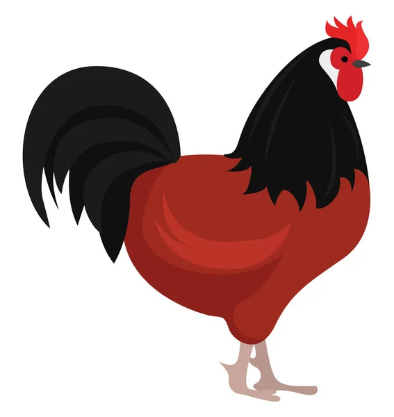 Κομψό Κοτόπουλο Εικονογράφηση Διάνυσμα Λευκό Φόντο — Διανυσματικό Αρχείο