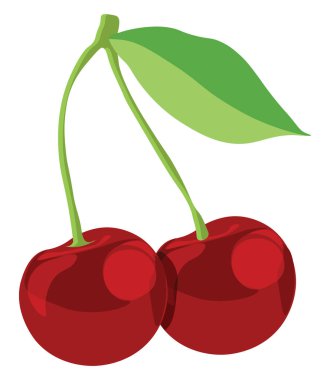 Tatlı kiraz, illüstrasyon, beyaz arkaplanda vektör