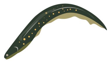 Yeşil yılan balığı, illüstrasyon, beyaz arkaplanda vektör