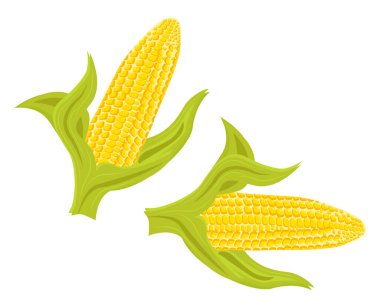 Sarı mısır, illüstrasyon, beyaz arkaplan üzerindeki vektör.