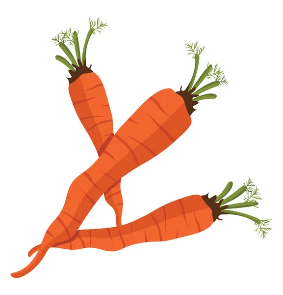 Zanahorias Frescas Ilustración Vector Sobre Fondo Blanco — Vector de stock